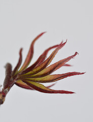 Fototapeta premium Macro image of an emerging acer leaf