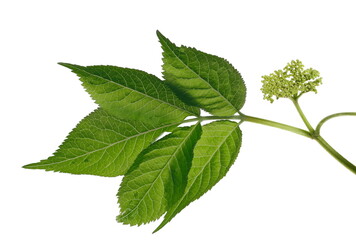 Elder, elderberry plant with young flowers and leaves isolated on white background with clipping...