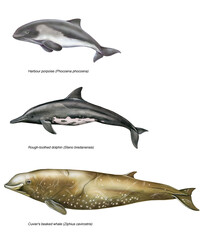 illustration of 3 different species of mediterranean cetaceans: rough-toothed dolphin (Steno bredanensis),harbour porpoise (Phocoena phocoena), Cuvier's beaked whale (Ziphius cavirostris).