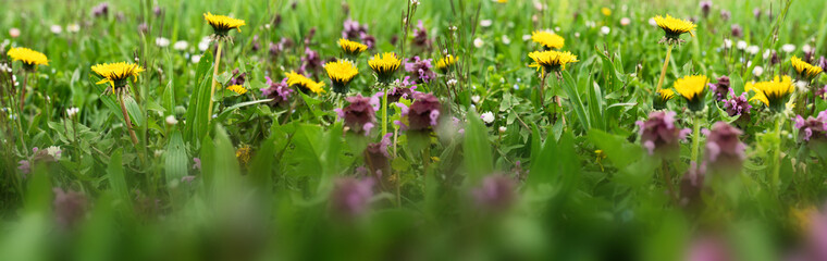 Spring meadow with colorful wildflowers. Seasonal natur background. Horizontal close-up with short depth of field.
