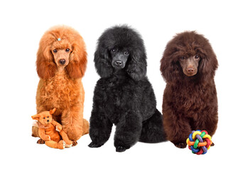 Cute three months toy poodle puppies