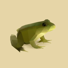 illustration of frog