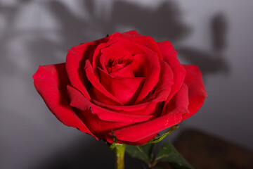 Rosebud close-up. Rose flower. Red rose in a blue vase.