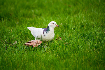 white pigeon on green grass