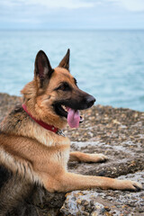 German shepherd on the beach. Portrait of shepherd dog in profile in beautiful red leather collar on blue background of the sea.
