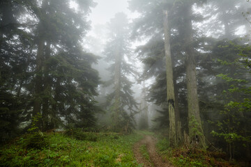 An early morning mist in a summer conifer forest with a narrow footpath going through a fresh lush greenery