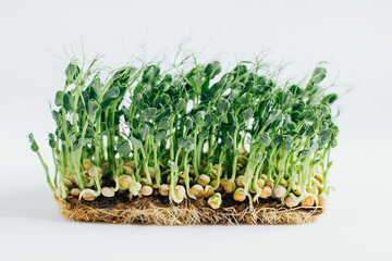 Microgreens sprouts isolated on white background. Vegan micro sunflower greens shoots, microgreens closeup, Growing sprouted sunflower seeds,  minimal design