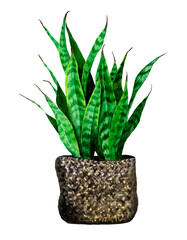 Sansevieria in a wicker pot. Watercolor hand drawn house plant clipart element isolated on white background.
