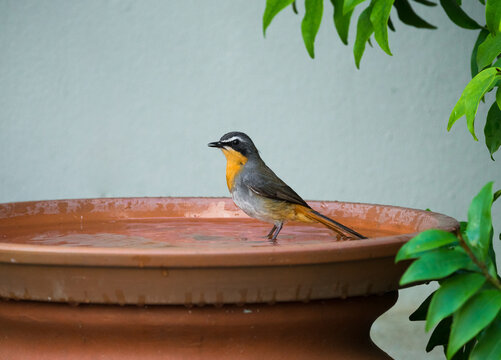 Cape robin-chat (Cossypha caffra) wild bird side on or in profile in a bird bath in a garden