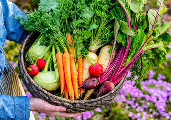 Woman holds a basket with vegetables in garden