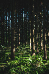 Fototapeta premium Beautiful forest shines in the sunlight