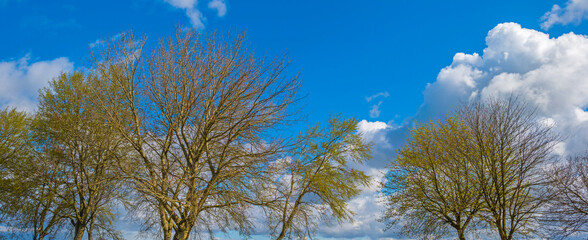 Canopy of deciduous trees below grey white cumulus clouds in a blue sky in bright sunlight in spring, Almere, Flevoland, The Netherlands, April 13, 2021