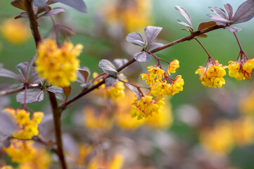 Berberis thunbergii japanese barberry ornamental flowering shrub, group of beautiful small yellow petal flowers in bloom