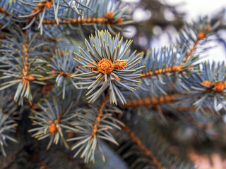 Naklejka na ściany i meble An ovary of vernal growing cone on a Colorado blue spruce in front of the fir-needle at the background. Close-up.