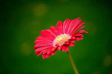 Red gerbera flower isolated on green background