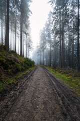 Gloomy, muddy forest path leads into a misty autumn forest with fir trees.