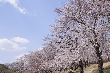 桜と青空と雲(2)