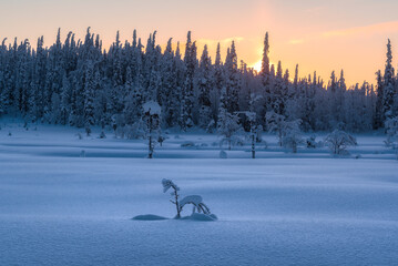 Winter Arctic landscape. Winter polar forest at dawn in Paanayarvi National Park. Russia, Republic of Karelia.