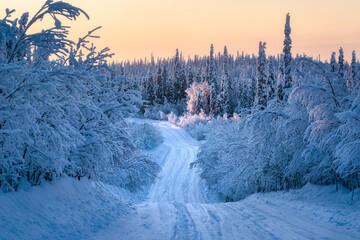 Winter Arctic landscape. Winter polar forest at dawn in Paanayarvi National Park. Russia, Republic of Karelia.