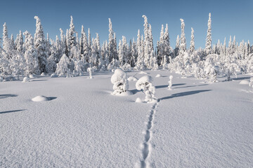 A fabulous winter forest in Paanajärvi National Park. The snow sparkles in the sunlight. Trees covered in snow against the blue sky.