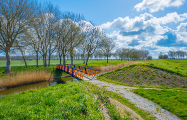 Reed along the edge of a canal in an agricultural field in bright sunlight below a blue cloudy sky...