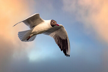 flying seagull in flight