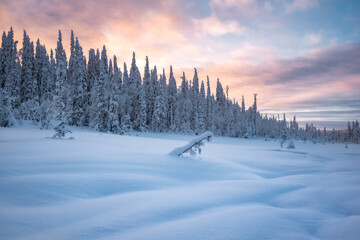 Evening in Paanajärvi National Park. Snow-covered landscape in the vicinity of Mount Kivakka.