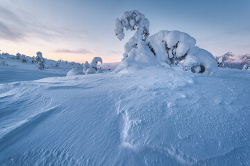 Fototapeta na wymiar Snow swan. Snow-covered inhabitants of the polar mountains