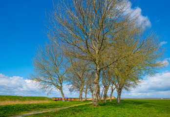 Canopy of deciduous trees below grey white cumulus clouds in a blue sky in bright sunlight in spring, Almere, Flevoland, The Netherlands, April 13, 2021