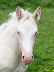 Fototapeta na wymiar Cremello Foal Headshot