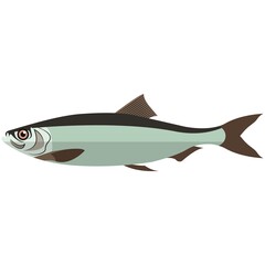 Vector fish atlantic herring ocean underwater wildlife