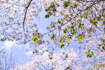 見上げた大島桜