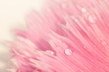 Obraz premium Pink and white floral background with drops of water