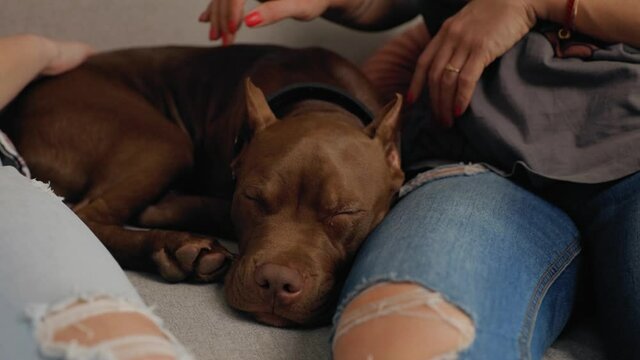 Brown american pit bull terrier sleeping on couch during family time