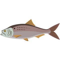 Vector fish atlantic menhaden ocean underwater wildlife