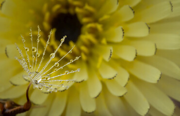 close up of a flower