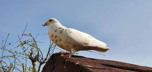 Bonn Germany April 2021 white albino pigeon sits on the roof and interacts trustingly    