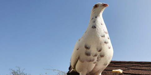 Bonn Germany April 2021 white albino pigeon sits on the roof and interacts trustingly    