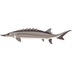 Vector fish adriatic sturgeon freshwater species illustration