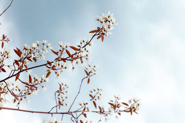 Blossom of serviceberry tree, Juneberry. Amelanchier lamarckii also called juneberry or shadbush is a large deciduous flowering shrub or small tree in the family Rosaceae
