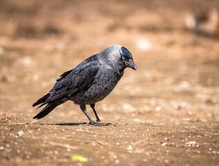 Obraz premium Black bird on the ground