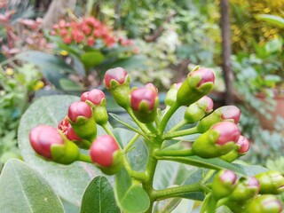 Buds on a branch