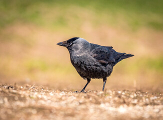 blackbird on the ground