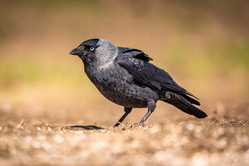 Obraz premium crow on the ground