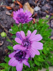 pink and purple flowers