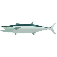 Vector fish barracuda sea underwater mackerel species