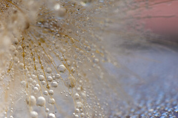 drops of water on a dandelion
