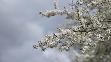 spring,  flowers, spring, tree