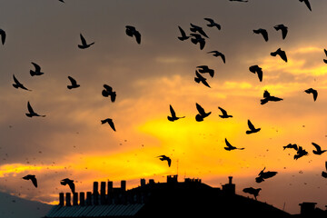 Silhouette of flock of birds and apartment house at orange sunset sky