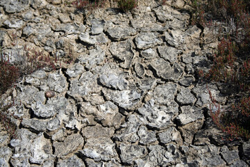 Macro del terreno arido vicino a un campo di fiori